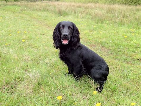 Springer Spaniel Black Springer Spaniel Springer Spaniel Spaniel