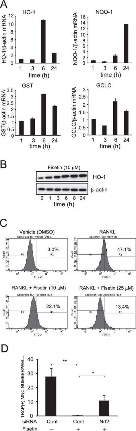 Figure From Fisetin Inhibits Osteoclastogenesis Through Prevention Of