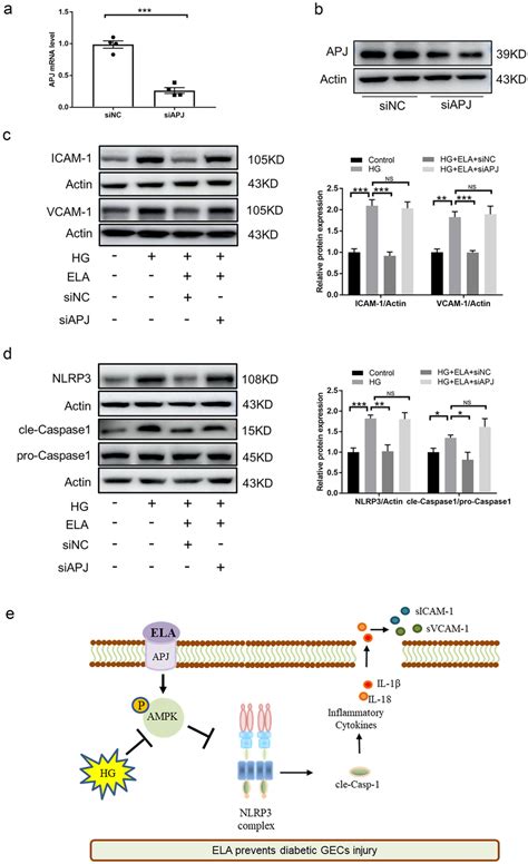 The Ela Apj Axis Regulates The Ampk Nlrp Pathway In Glucose Stressed