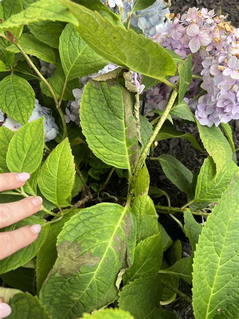 overwatering? under? fertilizer burn? : r/hydrangeas