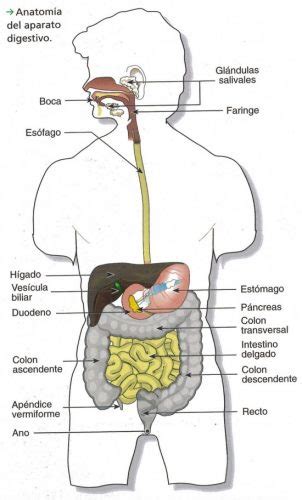 Aparato digestivo sus partes y funcionamiento con imágenes