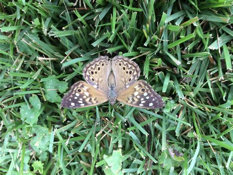 Kentucky Butterflies And Moths Of North America