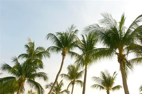 Premium Photo Coconut Palm Trees Bottom Up View In Backlit