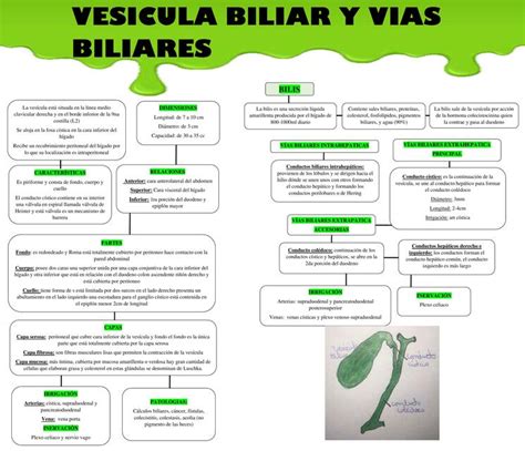 Cirugia Biliares Mind Map Images