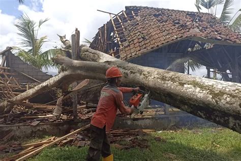 Awas Bencana Pohon Tumbang Timpa Pura Di Gianyar Pohon Kelapa Hantam