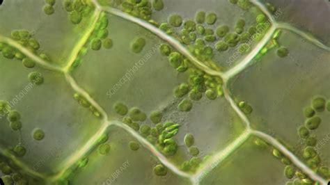 Plant Cell Chloroplast Microscope