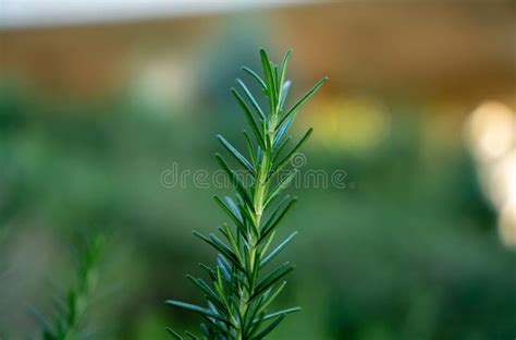 Rosemary Fragrant Herb Is Edible Woody Perennial Plant With Greenery