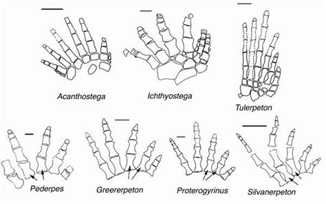 Evolution Tetrapod Transitionals