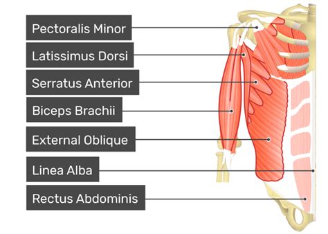 internal oblique origin insertion  function getbodysmart