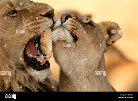 Lion Cub Kissing Father