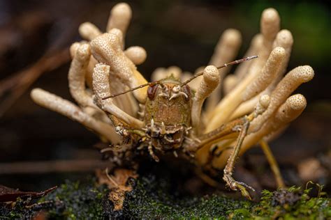 Fungal Research Will Soon Uncover More About The Cordyceps Parasite - RYZE Superfoods