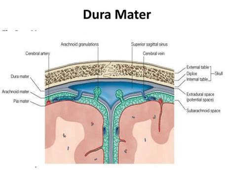 Dura Mater Diagram