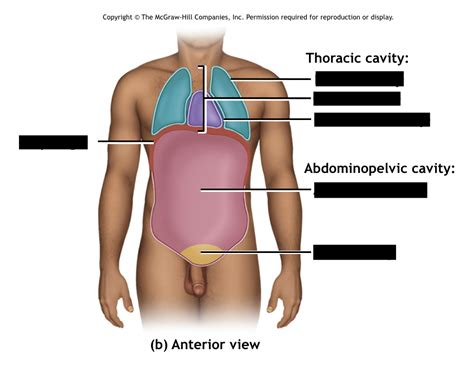 Thoracic Cavity Diagram Quizlet