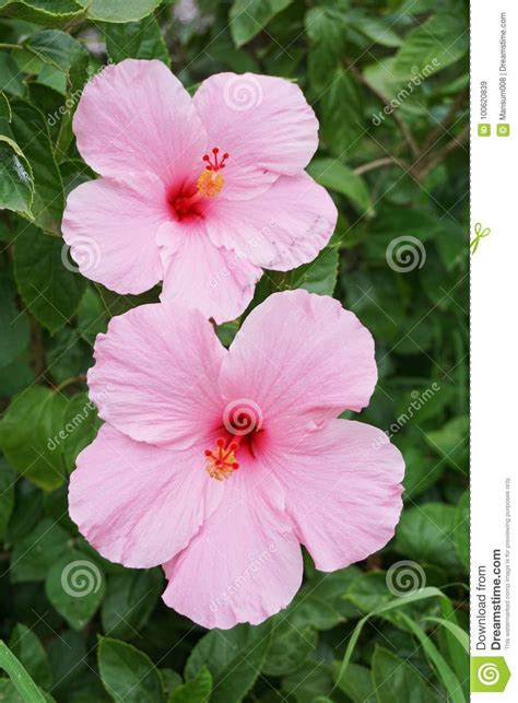 Flor Rosada Del Syriacus Del Hibisco Imagen De Archivo Imagen De