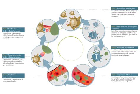 Clave De Respuestas Del Mapa Conceptual Del Sistema Inmunitario