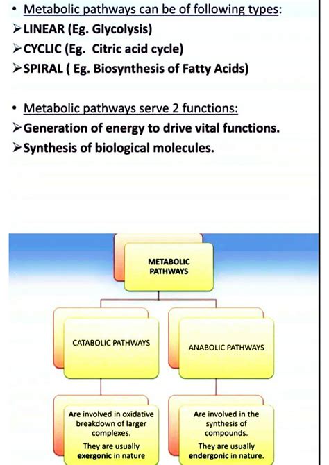 Solution Steps And Cycle Of Glycolysis Studypool