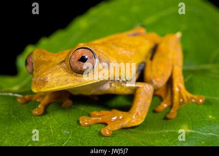 Mapa Tree Frog Hypsiboas Geographicus En El H Bitat La Familia