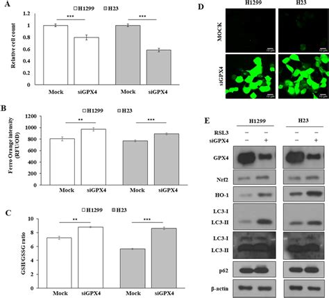 Knockdown Of GPX4 SiGPX4 Had An Effect Similar To RSL3 Treatment A