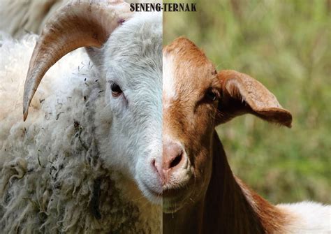 Perbedaan Ciri Kambing Dengan Domba Riset