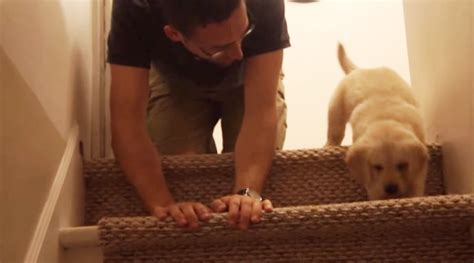 Video This Adorable Clip Of A Puppy Learning To Climb Down The Stairs