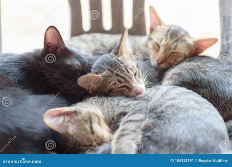 Four Kitten Are Sleeping Together Stock Image Image Of Sleep Thai