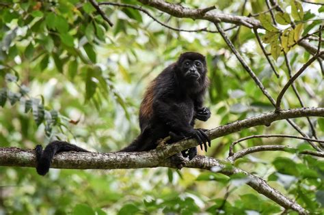 howler monkey facts alouatta