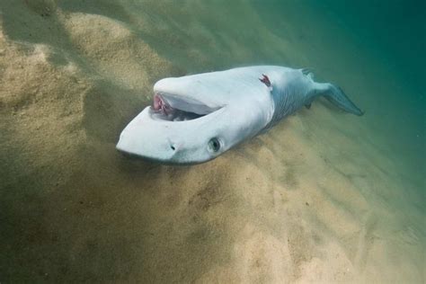 A Shark That Is Laying Down In The Sand On The Ocean Floor With It S