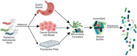 Antibiotics Free Full Text Biofilm Of Helicobacter Pylori Life