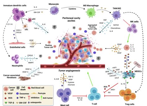 Association Of Tumor Microenvironment With Initiation And Progression