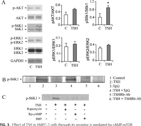 Figure From Proangiogenic Effect Of Tsh In Human Microvascular