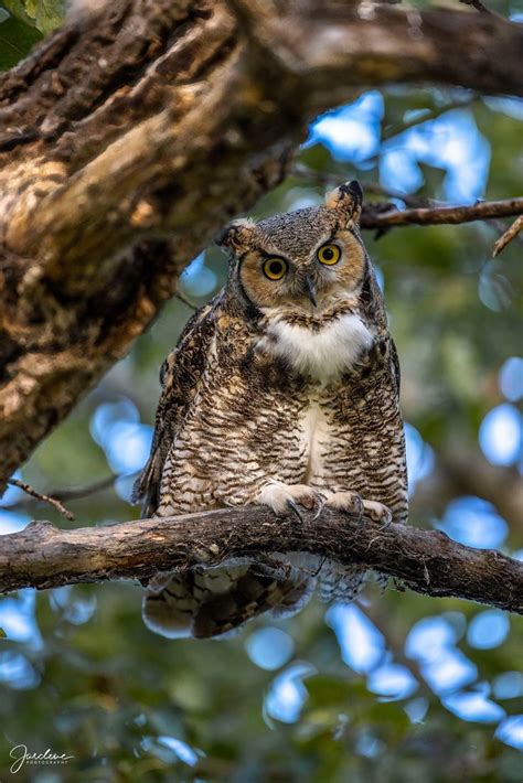 Majestic Great Horned Owl North Americas Largest Owl