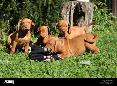 Kurzhaariger Ungarischer Vorstehhund Welpe Stockfotos Und Bilder