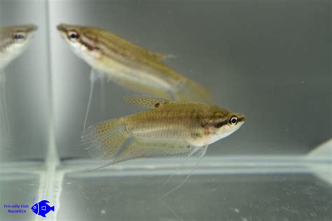 Croaking Gourami Friendly Fish Aquatics