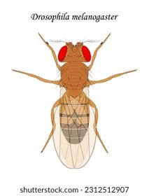 Fruit Fly Drosophila Melanogaster Male Stock Vector Royalty Free