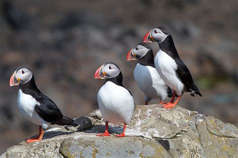 Atlantic Puffin - Ten Random Facts