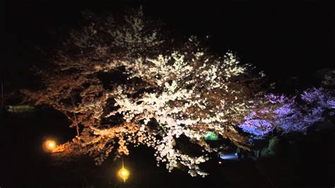 山口県宇部市 ときわ公園 夜桜 ドローン空撮ku Youtube