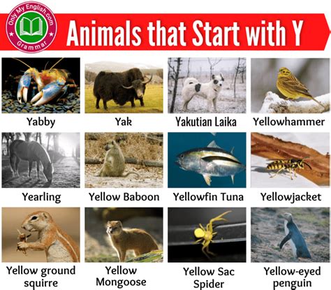 Animals Start Letter Y - Letter Style Suggestions