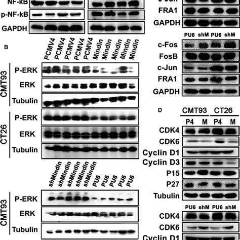 Mindinmediated Signalling Pathway Analysis A Western Blot Analysis