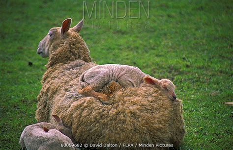 Bluefaced Leicester stock photo - Minden Pictures