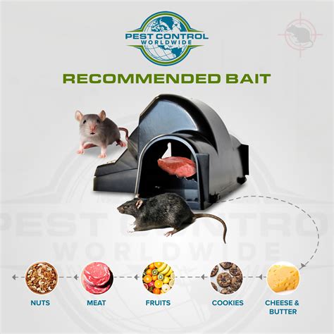 Child Safe And Pet Safe Rat Tunnel Snap Trap Pest Control Worldwide A