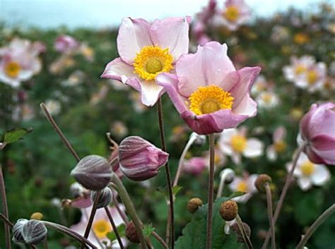 Anemone japonica Robustissima | Verschoor Horticulture