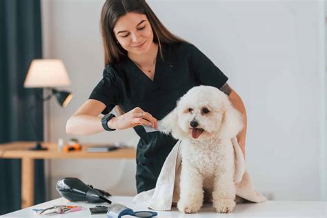 What Are the Best Grooming Techniques for a Long-Haired Dachshund to Prevent Matting? - ivantsanko