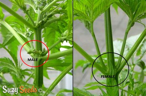 Female Weed Seedlings