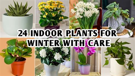 Best Indoor Winter Plants With Care Winter Indoor Plants To Grow