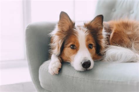 Steroids for Dogs: Types & Side Effects | Dutch