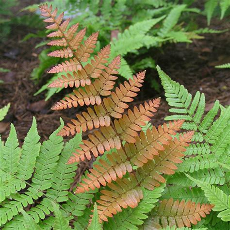Dryopteris Brilliance – 247plants