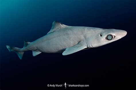 December Elasmobranch Of The Month Little Gulper Shark