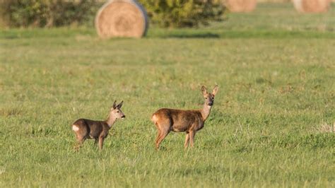 rehe foto bild fotos natur landschaft bilder auf fotocommunity