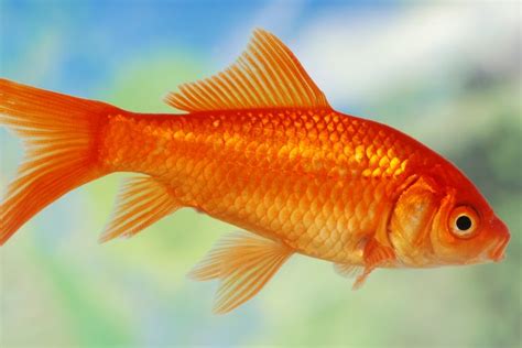 How To Identify Goldfish Gender Detailed Guide