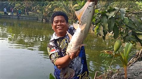 Sensasi Mancing Borongan Patin Babon Bawal Babon Di Jamin Pengen